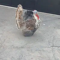 بوقلمون نر و ماده|حیوانات مزرعه|دزفول, |دیوار