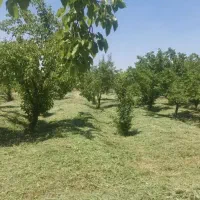 علف زنی|خدمات باغبانی و درختکاری|کوهسار (البرز), |دیوار