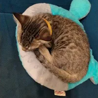 بچه گربه