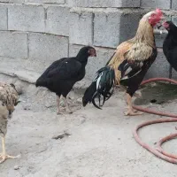 خروس|پرنده|میناب, |دیوار