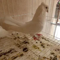 کبوتر نر اراکی