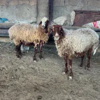 گوسفند مضاریع