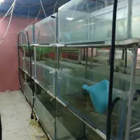 آکواریوم سالنی|ماهی|محمدشهر, زیبادشت|دیوار