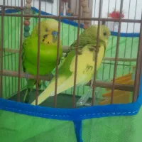 مرغ عشق ۲تا نر و ماده