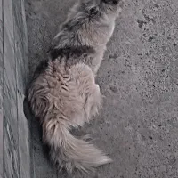 سگ هاسکی|سگ|محمدشهر, محمدشهر|دیوار