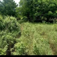 زمین موقعیت مسکونی (شهرکی) واقع در کجور دشت نظیر