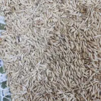 فروش جو محلی