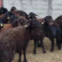 فروشنده و خری دار گوسفند،بره،گوساله،گاو