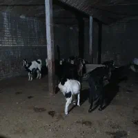 فروش بره نر و بزغاله نر|حیوانات مزرعه|قم, شهر قائم|دیوار