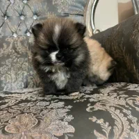 سگ پامر پامرین اصیل بوفیس خرسی|سگ|تهران, الهیه|دیوار