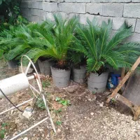 سیکاس گلدانی|گل و گیاه طبیعی|ساری, |دیوار