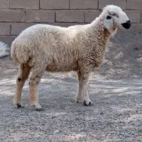 کاور نزات بسیار چاق