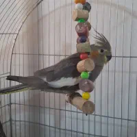 عروس هلندی نر|پرنده|پاکدشت, پاکدشت (مامازند)|دیوار