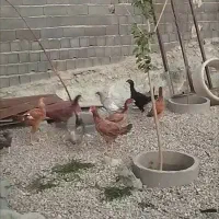 مرغ و خروس لاری