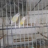 کوتوله