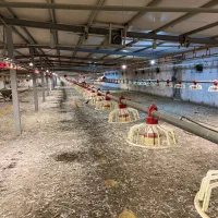 فروش زمین با پروانه مرغداری ۲۰هزاری