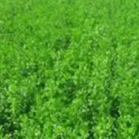 فروش ۳۰شغره گیاه(علوفه)باکیفیت درمنطقه تیلکوسقز
