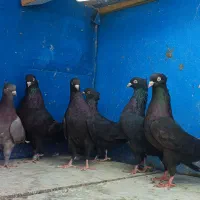 شش جفت بوشهری|پرنده|شبانکاره, |دیوار