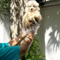 نژادهای گلدن ژرمن  مالینویز  سامویید|سگ|تهران, میدان ولیعصر|دیوار