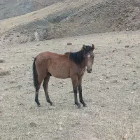 اسب|اسب و تجهیزات اسب‌سواری|مشگین شهر, |دیوار