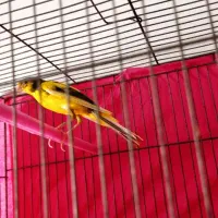 قناری نر و ماده