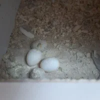 عروس هلندی مولد جفت|پرنده|فردیس, ثابتی|دیوار