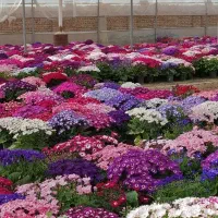 فروش عمده سینره و سبزه