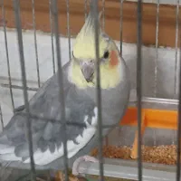 عروس هلندی نر