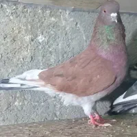 کبوتر سرخ و سبز نر کاکل