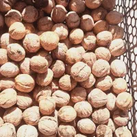 گردو درجه یک