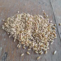 گندم دیم سرداری