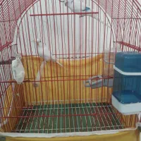 مرغ عشق با وسایل|پرنده|تهران, زیبادشت|دیوار