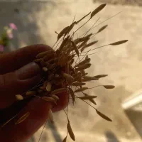 تخم جو هاشمی ودمسیاه