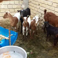 بز سه لاله|حیوانات مزرعه|بندر ماهشهر, |دیوار