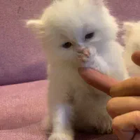 بچه گربه های اصیل و اشرافی|گربه|اصفهان, بابوکان جنوبی|دیوار