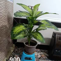 گل دیفن باخیا