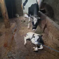 گاو شیری شکم اول هولشتاین