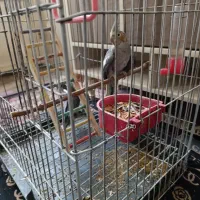 پرنده عروس هلندی|پرنده|شیراز, شهرک کوشکک|دیوار