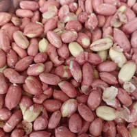 لوبیا چیتی قیمت 320|حراج|رفسنجان, |دیوار