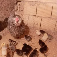 جوجه گلین اصل همراه مادر گیل|حیوانات مزرعه|فردیس, فردیس|دیوار