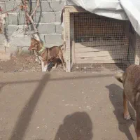 پاکوتا|سگ|بناب, |دیوار