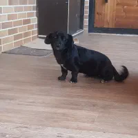 واگذاری سگ کوچولو بامزه