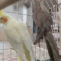 عروس هلندی|پرنده|نجفآباد, فردوسی|دیوار