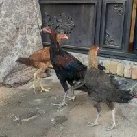 سه عدد لاری سه ماهه