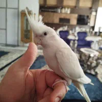 عروس هلندی آلبینو|پرنده|تربت‌حیدریه, پیشکوه|دیوار