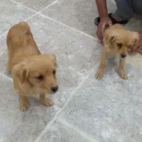 دو توله سگ|سگ|کارون, |دیوار