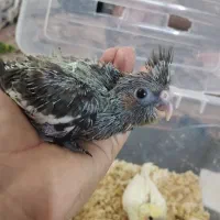 جوجه عروس هلندی