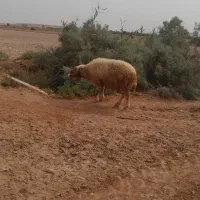 قوچ|حیوانات مزرعه|سوسنگرد, |دیوار