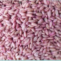 فروش تفاله چغندر و انواع بذر گندم و جو|عمدهفروشی|ارشق, |دیوار