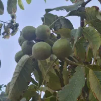 فروش زمین ۱ هکتار|فروش زمین و ملک کلنگی|نوبران, |دیوار